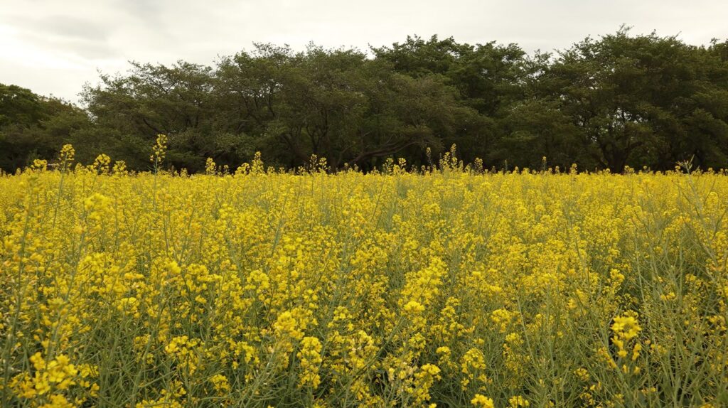 国営昭和記念公園の画像