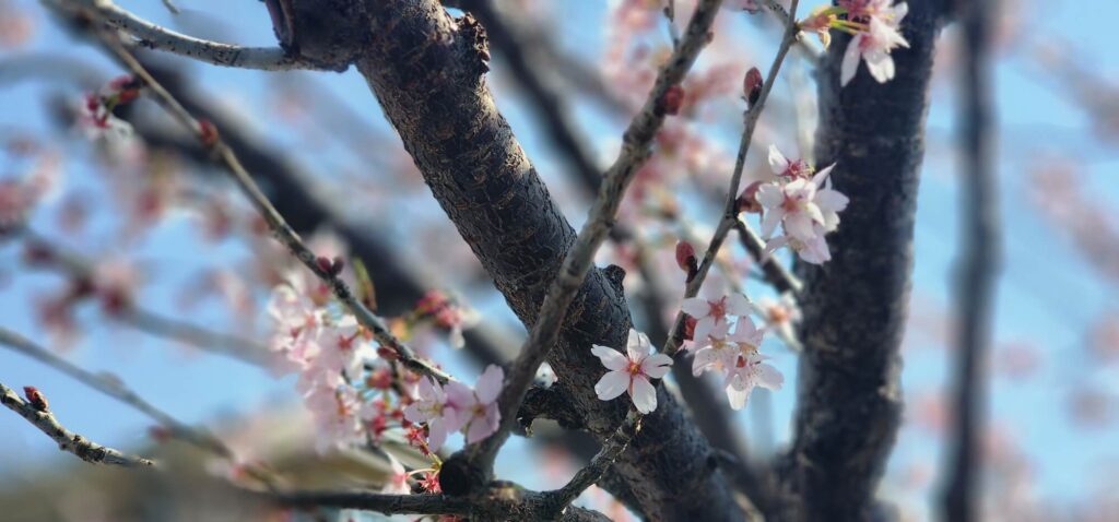 シモキタフロント近くの桜の木