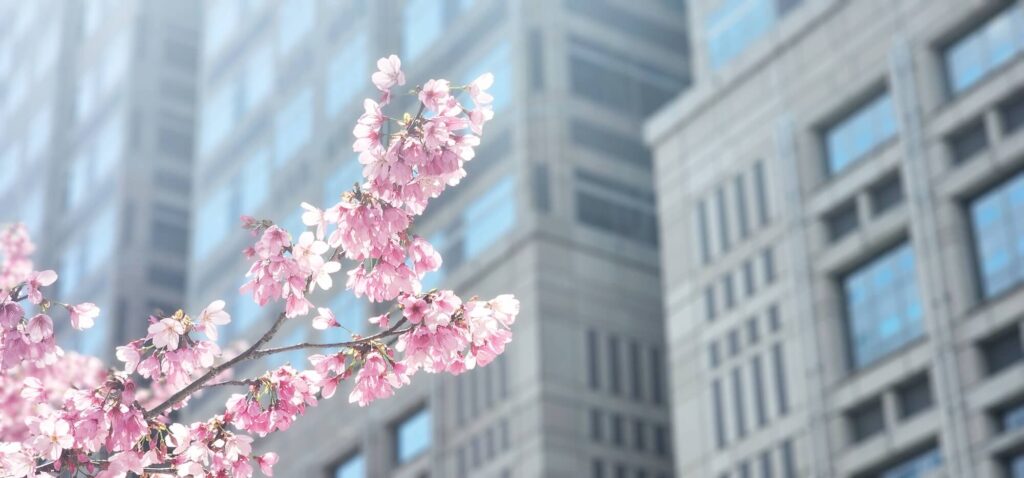 都庁の桜