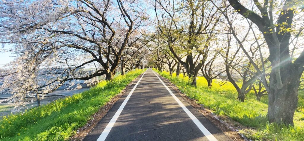 吉見さくら堤公園1
