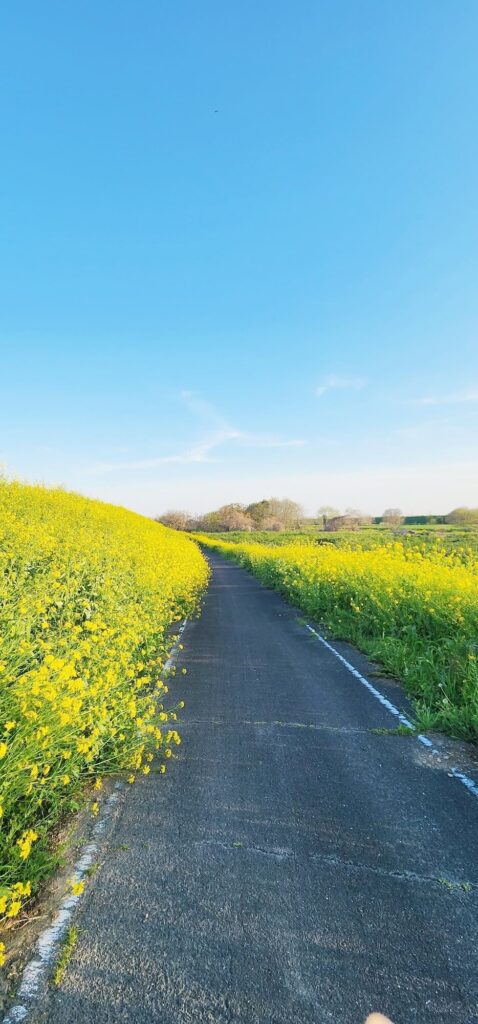 菜の花ロード