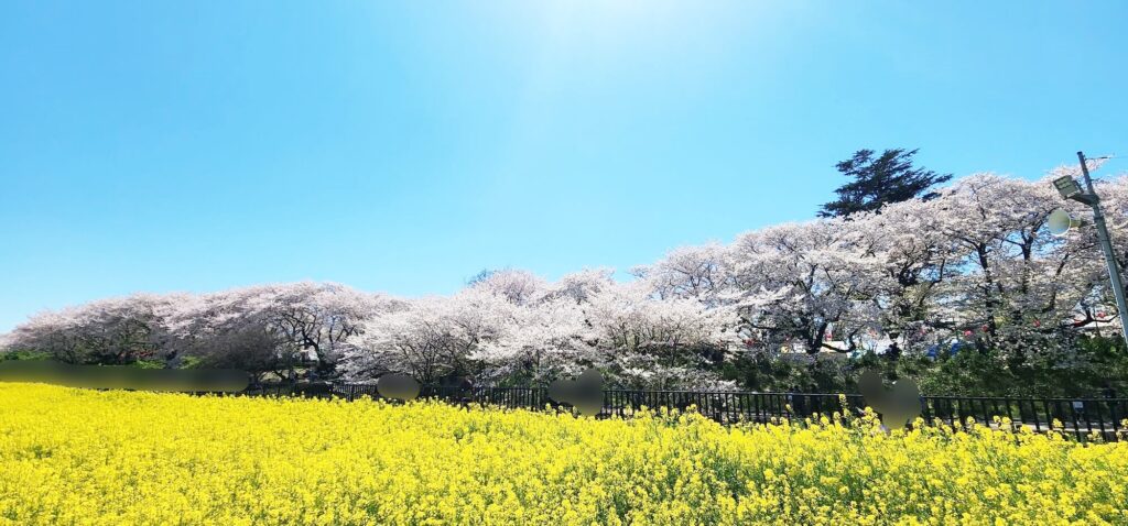 菜の花畑