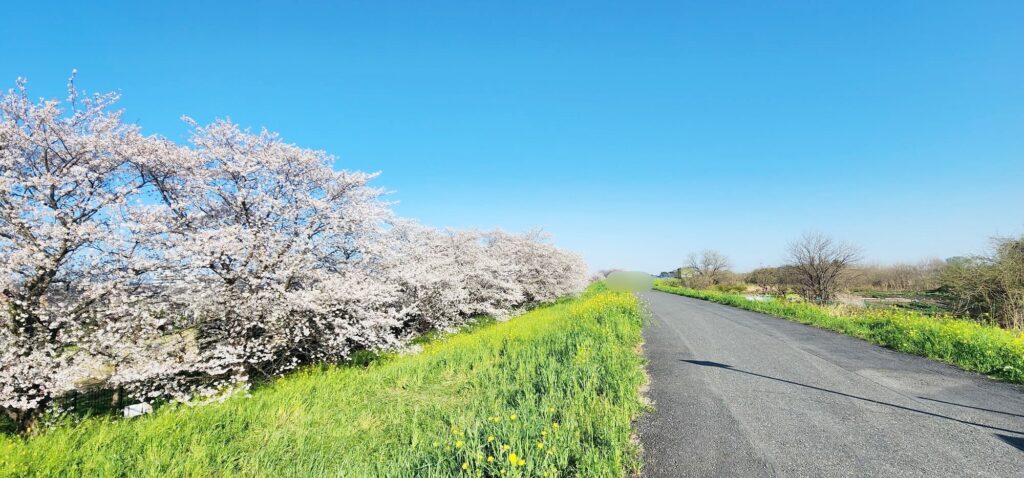 熊谷桜堤２