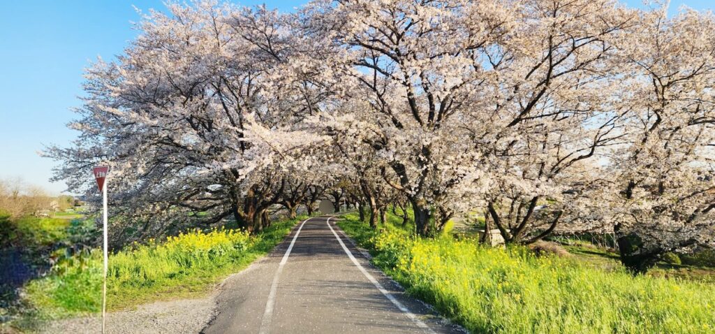 吉見さくら堤公園